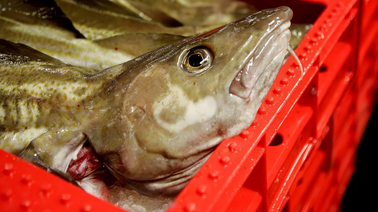 NANO spezial: Die Folgen von Überfischung und Klimawandel