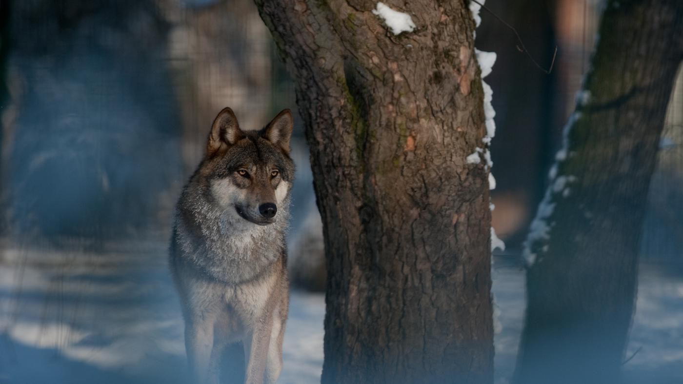 Wölfe rund um die Welt tragen Halsbänder dieses Berliner Unternehmens