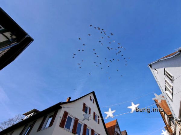 Vogelschwarm vor blauem Himmel