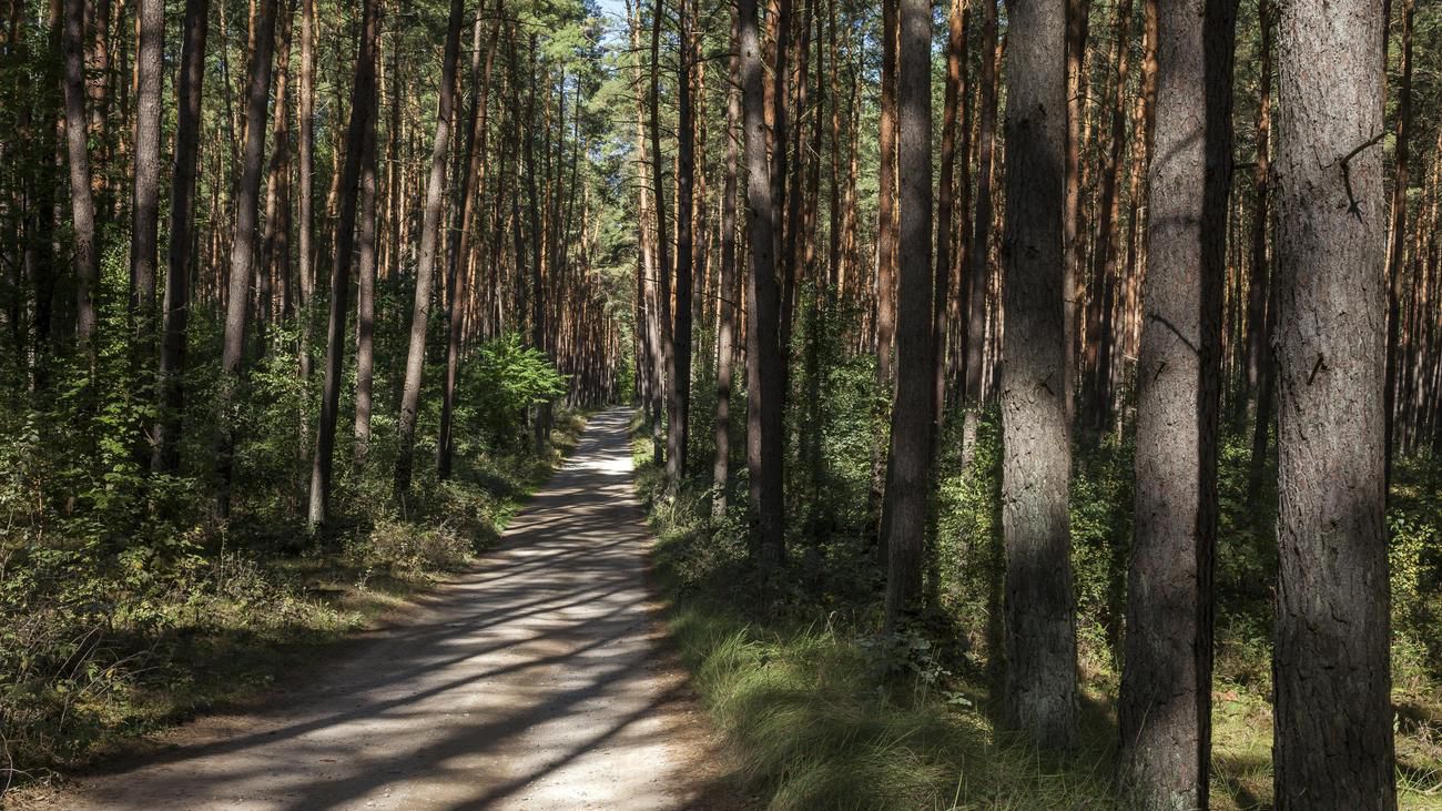 Klimakrise: Dieser Lifestyle macht dann 795 Bäume