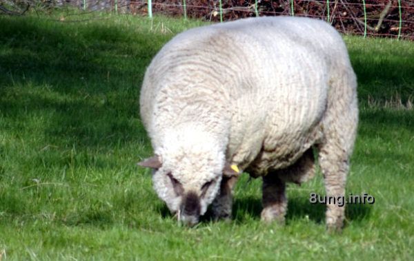 Schlehenkälte - Schaf mit dicker Wolle