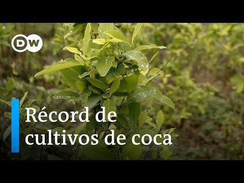 Cifra histórica de narcocultivos en Colombia