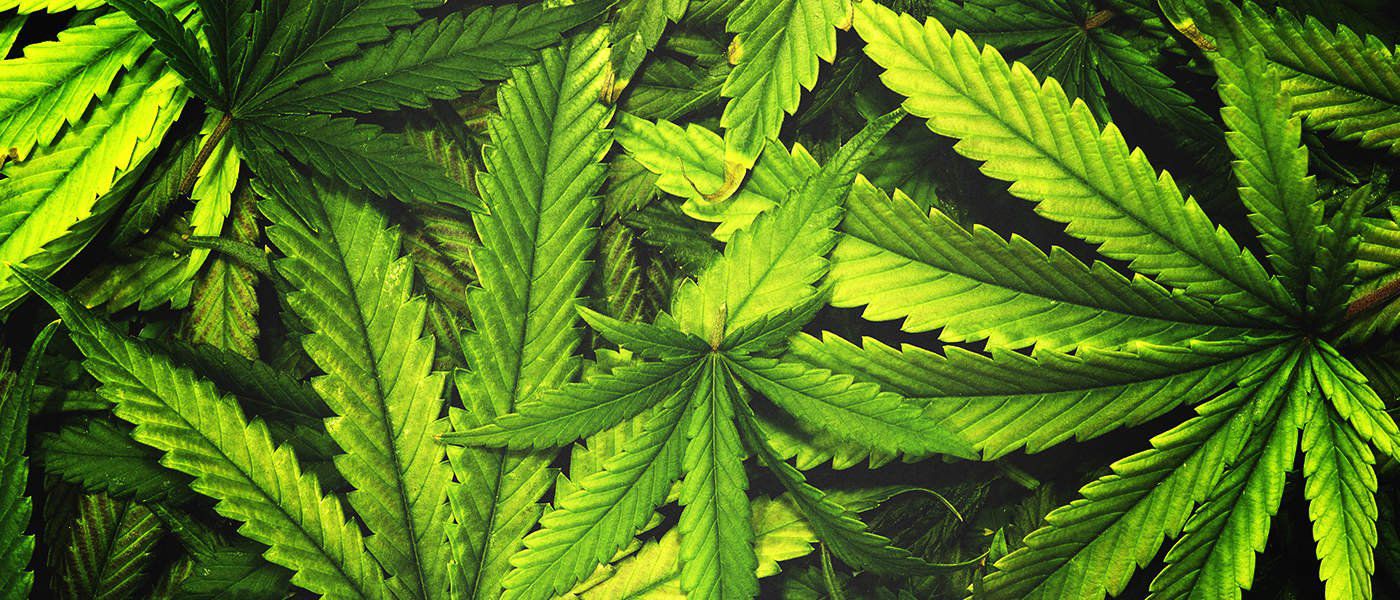 Michigan Supports Recreational Marijuana Legalization Ahead of November