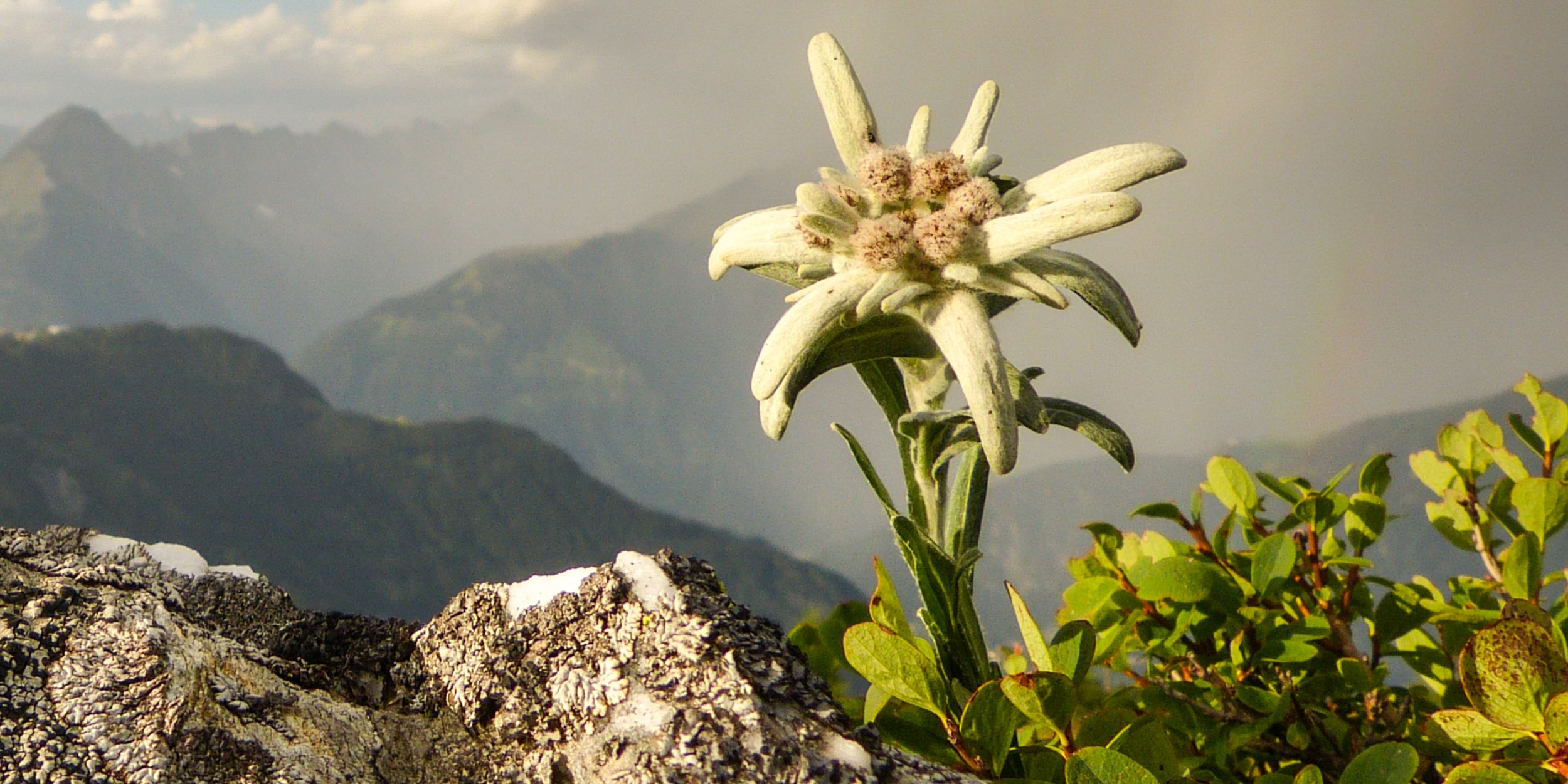 Alpen im Klimawandel: Sterbende Arten, wandernde Arten