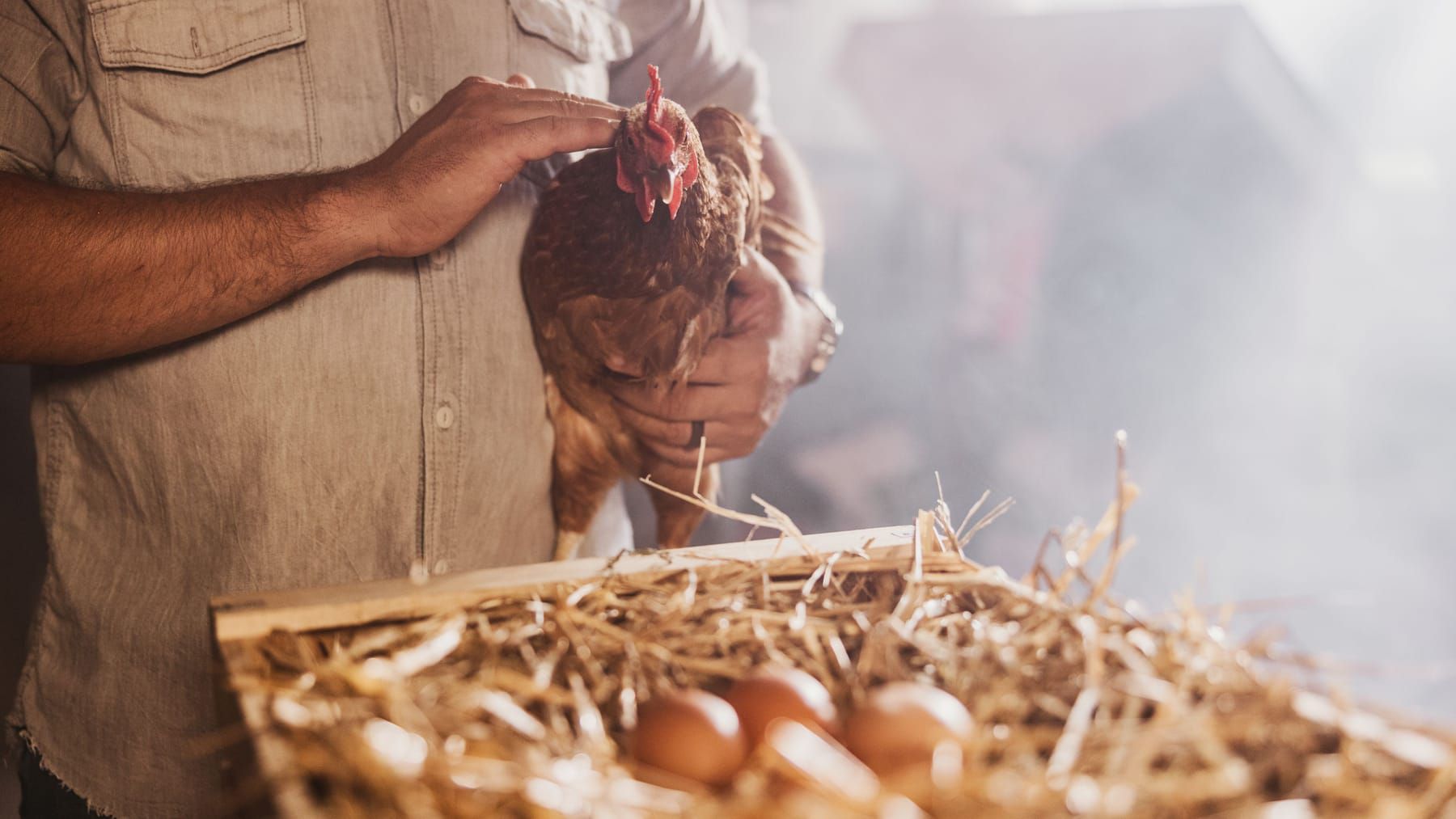 Eier-Krise zu Ostern in Deutschland? Versorgung bis ins kommende Jahr gefährdet