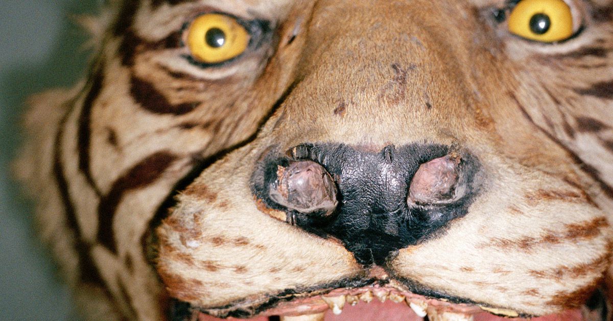 Tiger, Panther, Leopard: Katzen auf Ketten