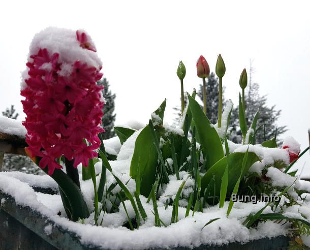 ☼ Wetter im April: Schnee auf Tulpen und anderen Blüten