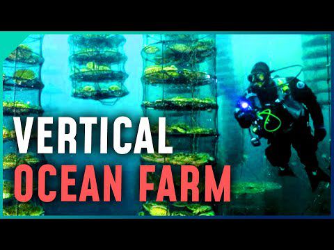Vertical Ocean Farms: Ernährung & Kraftstoff der Zukunft?
