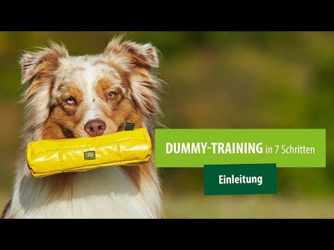 Dummytraining für Hunde: So geht's!