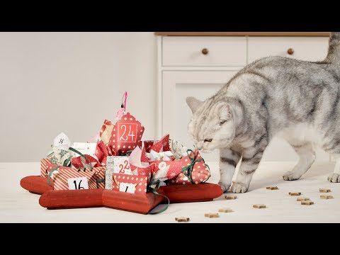 DIY Adventskalender für Katzen