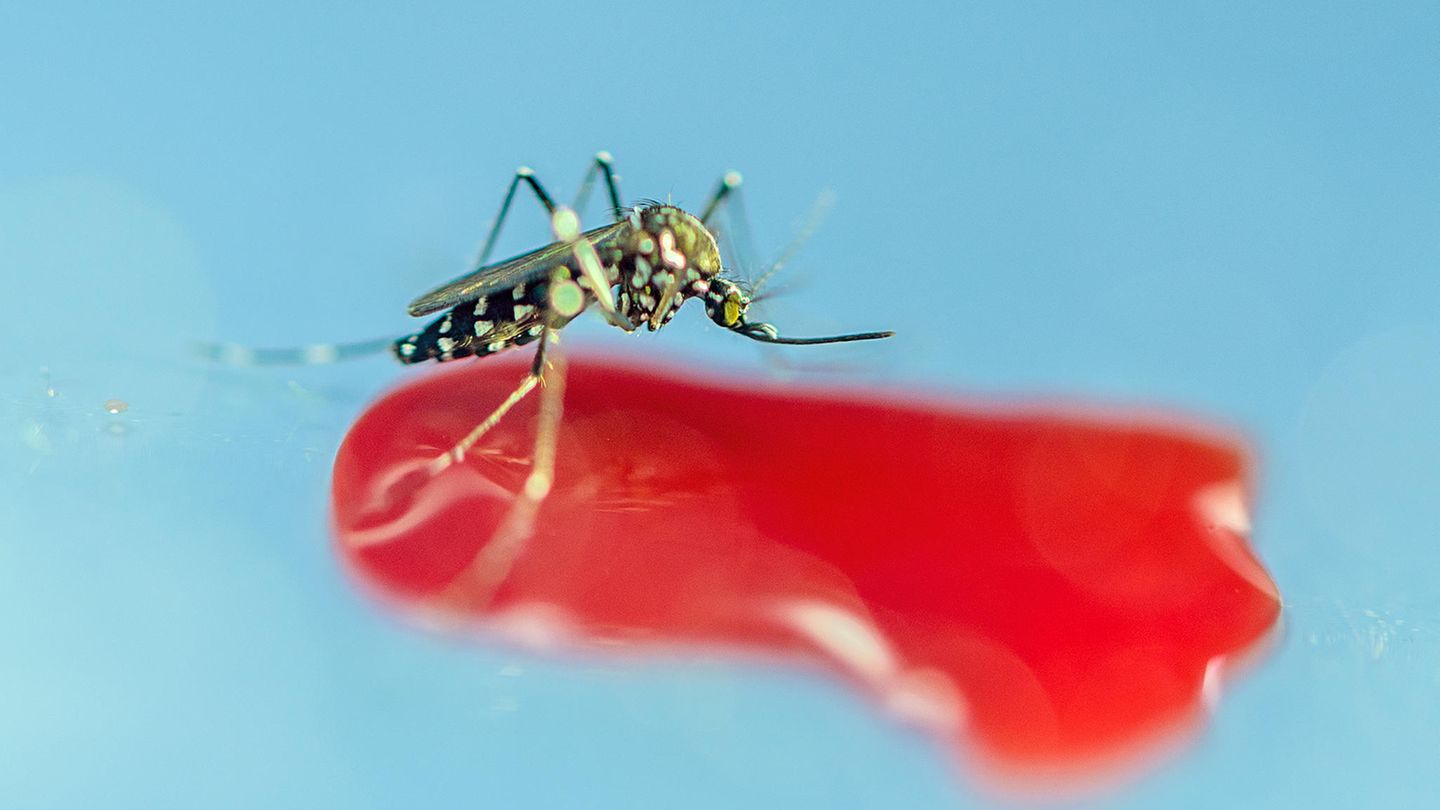 Der Klimawandel bringt tropische Krankheiten - müssen wir uns vor Stechmücken fürchten?
