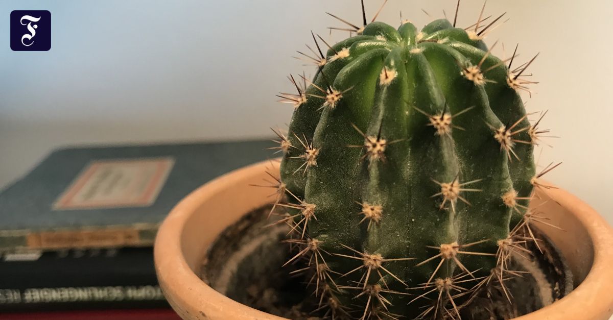 Kolumne „Uni live": Mein Leben - ein Kaktus
