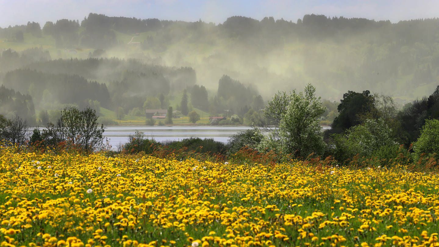 Pollenflug extrem: Wo kommt der ganze Blütenstaub in der Region Stuttgart her?