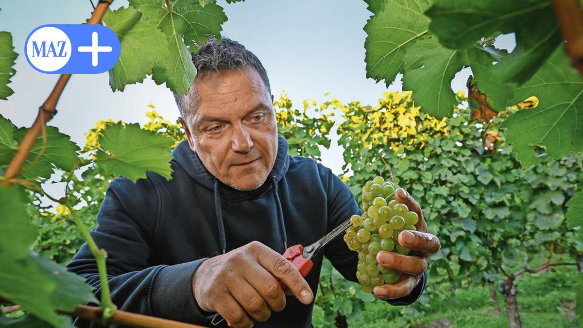 Wein aus Brandenburg wird immer besser - der Klimawandel macht's möglich [1]