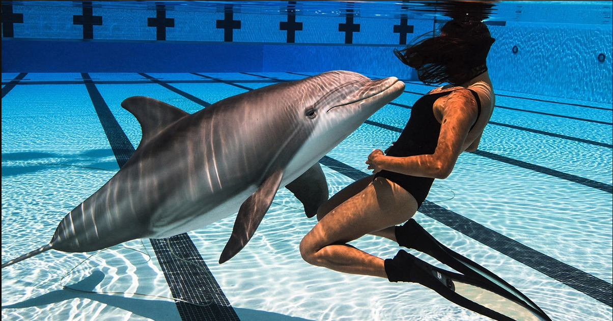 Könnte ein Roboter-Delfin, die Delfine in Gefangenschaft befreien? | Qiio Magazin