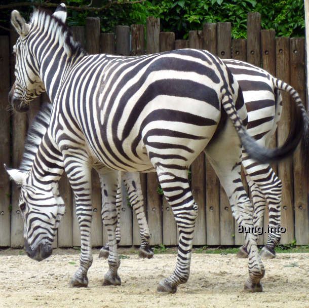 ☺Bild des Tages: 1 Zebra oder was? Fotos lügen nicht!