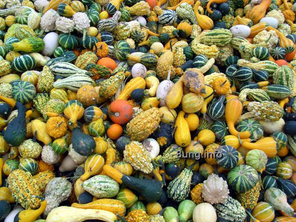 ✿ Kürbismärkte am Straßenrand: Herbstliche Vielfalt für Genießer