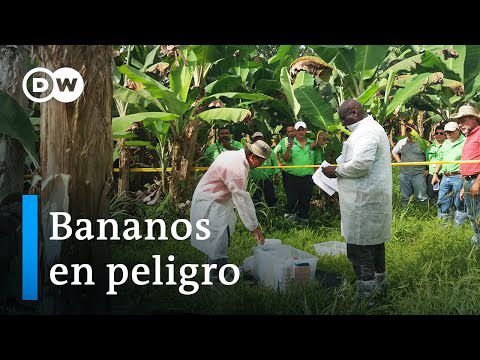 Alerta en Colombia ante una plaga de hongos
