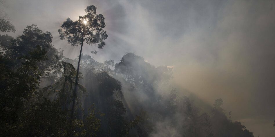 Regenwald in Gefahr: Kippt Amazonien, kippt das Klima