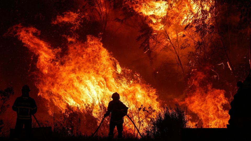 Waldbrände in Portugal: Die Debatte über Eukalyptusbäume