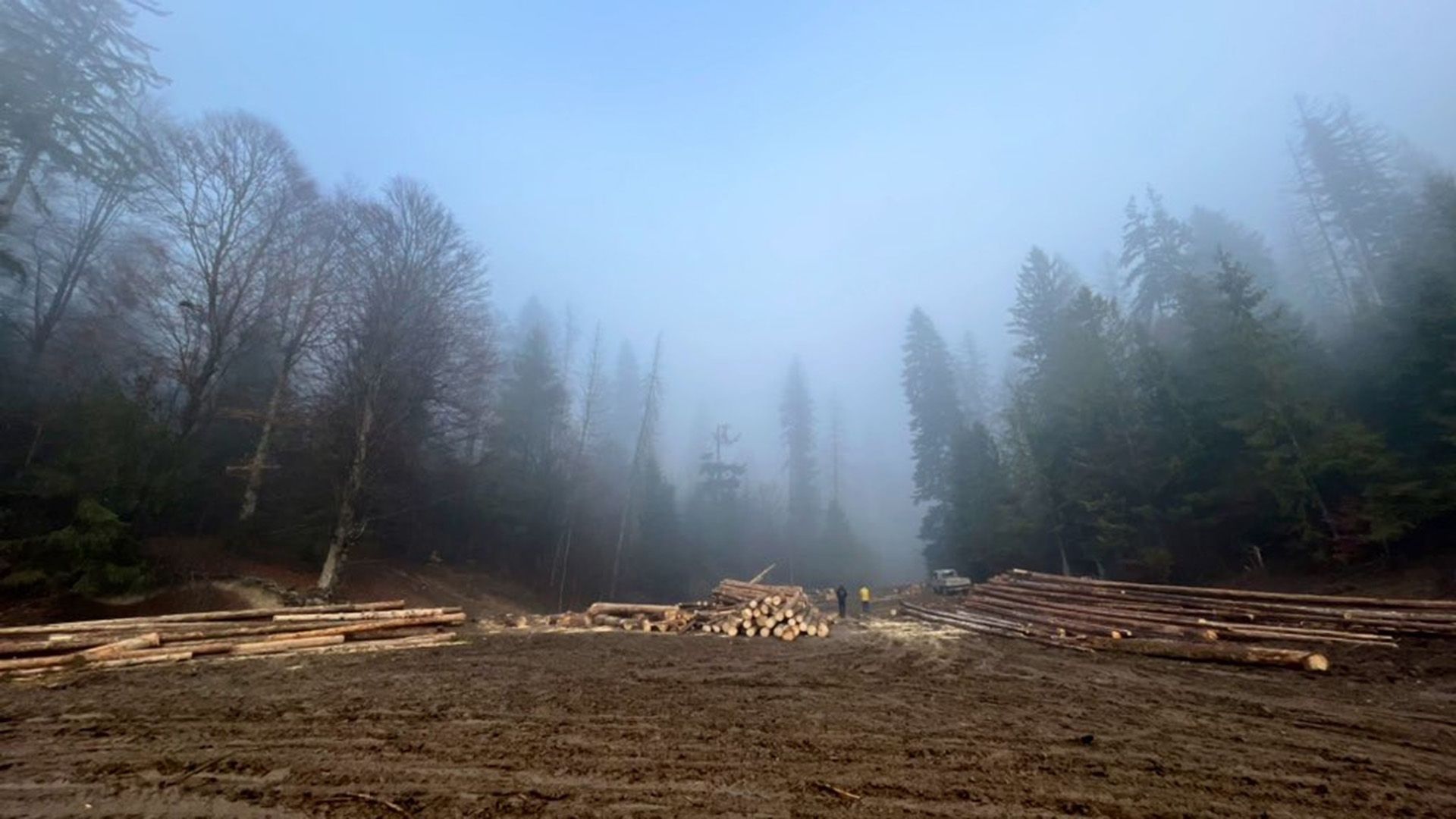 Wälder in Rumänien: "Die illegale Abholzung wird zunehmen"