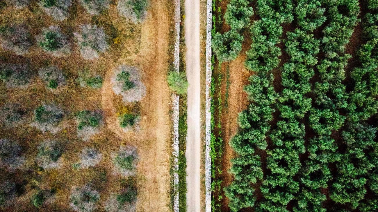 Die Olivenkrise, Teil 2: «Der Keim des Todes»