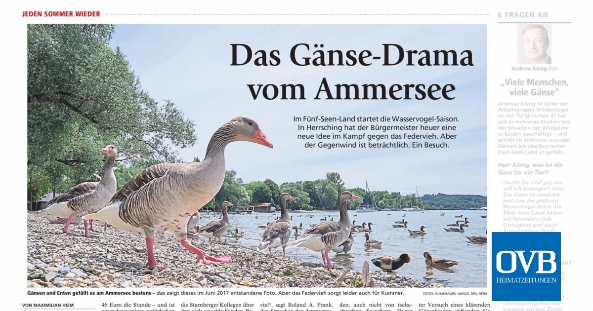 Das Gänse-Drama vom Ammersee