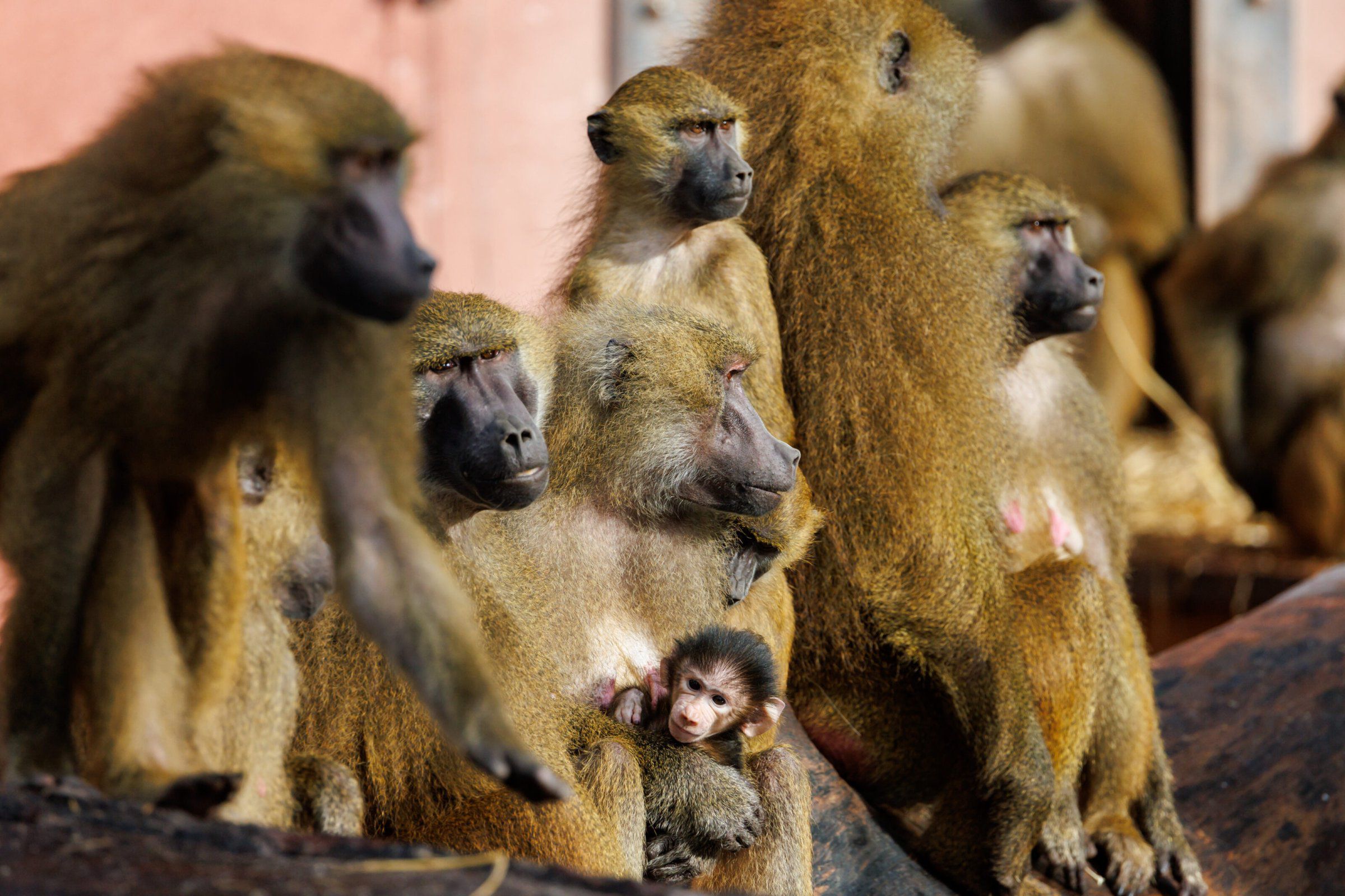 Tötung von Affen in Nürnberg: Ein tierfeindliches System