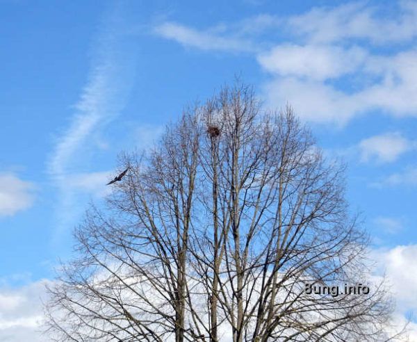 Wetter im April 2021 - Baumwipfel mit Nest und Raubvogel