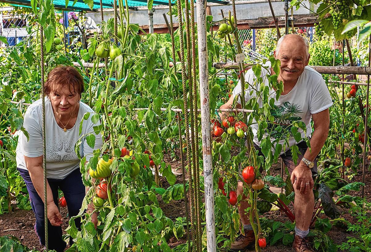 Sie haben ein besonderes Händchen für Tomaten