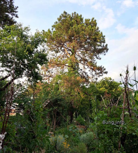 Siebenschläfer 2023: bewölkt, Baum mit trockenschaden