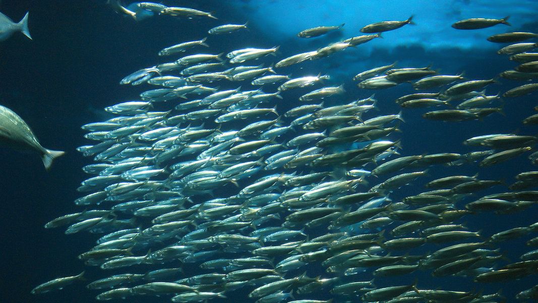 Fische schrumpfen durch Klimawandel