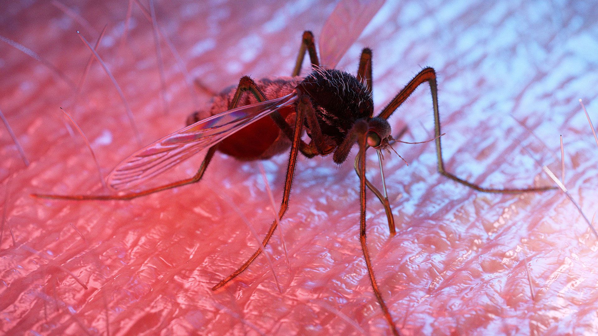 Das solltest du über Mücken wissen