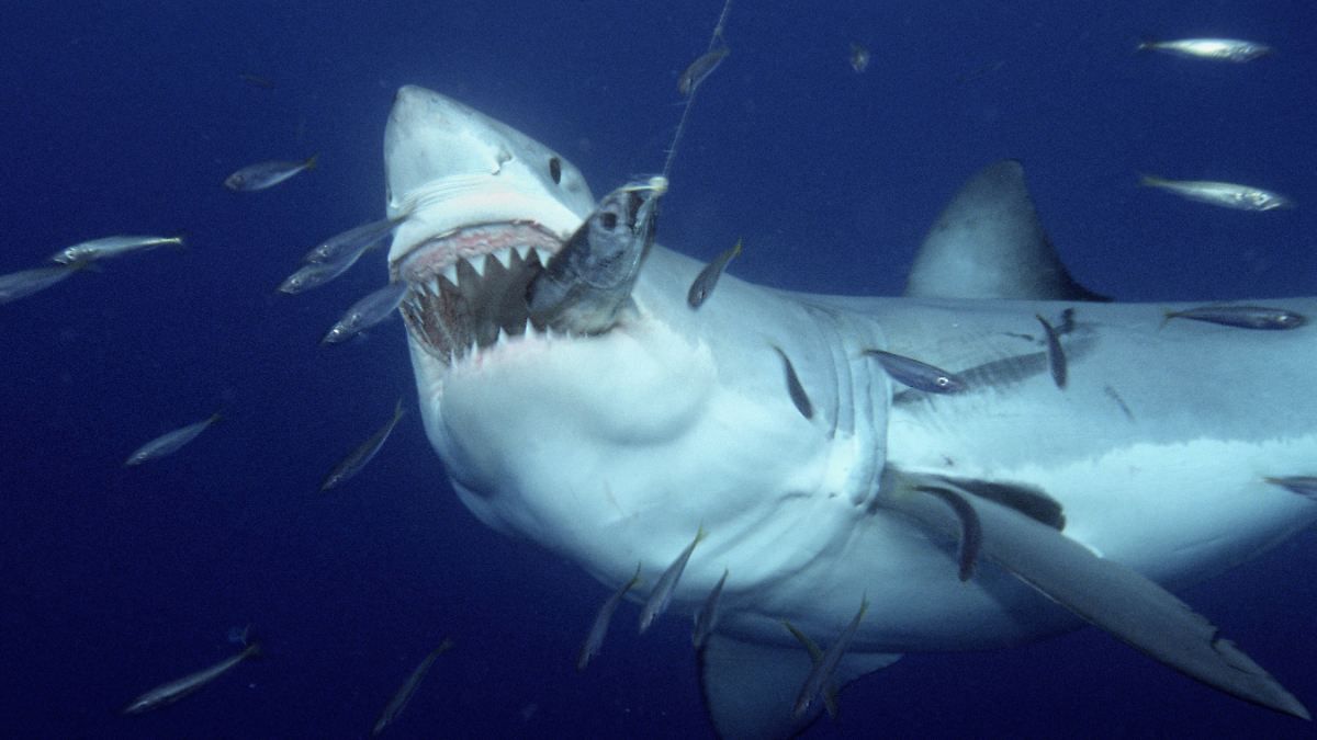 Warum sterben Weiße Haie in Aquarien?