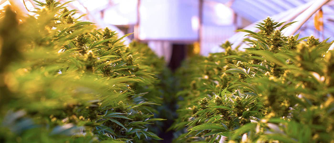 Biome Grow Inc. Completes First Cannabis Shipment To Nova Scotia