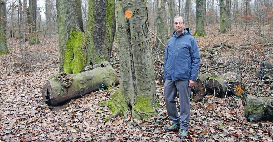 Waldgebiet Schwetzinger Hardt: Statt "Wunderbaumarten" pflanzen das gesamte Ökosystem Wald stärken