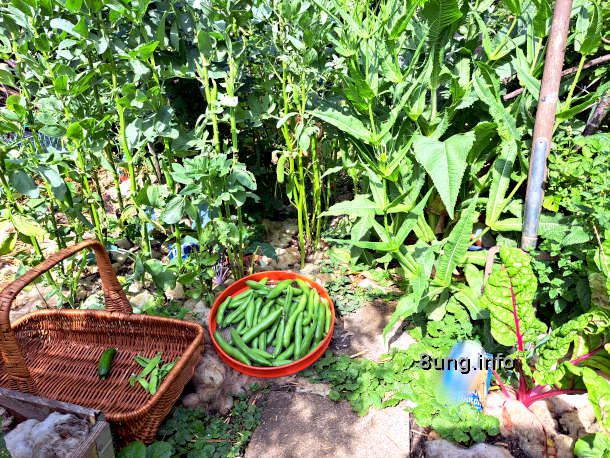 Garten im Juni: 1. Dicke Bohnen – reif fürs Mittagessen