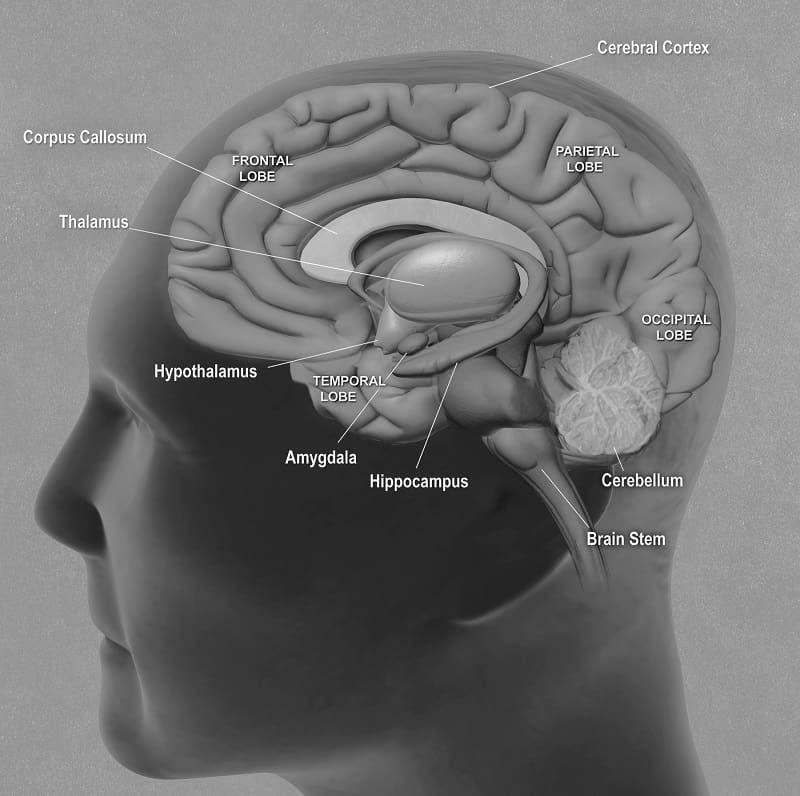 A side view of all the main brain structures - PTSD and the brain