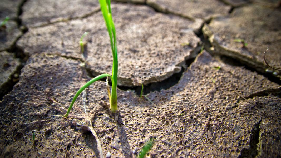 Klimawandel: Dürre trifft Norddeutschland besonders stark