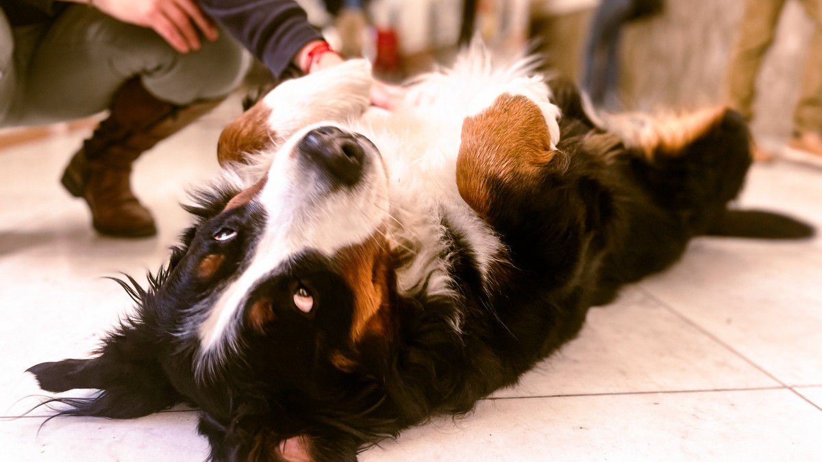 Amoklauf in Prag: Therapiehund hilft Studenten bei der Rückkehr an die Uni