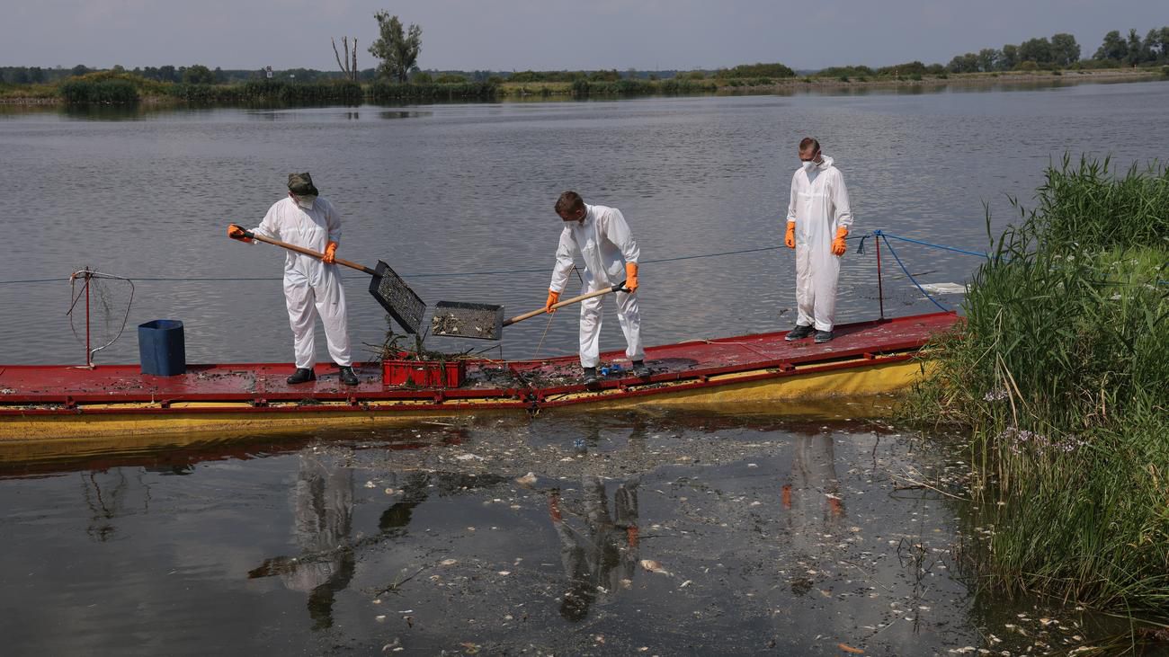 Fischsterben an der Oder: "Die Behörden sind inkompetent und machen nichts"