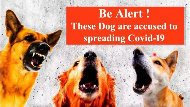 Covid-19: Dogs spread Coronavirus from bats to humans, study revealed