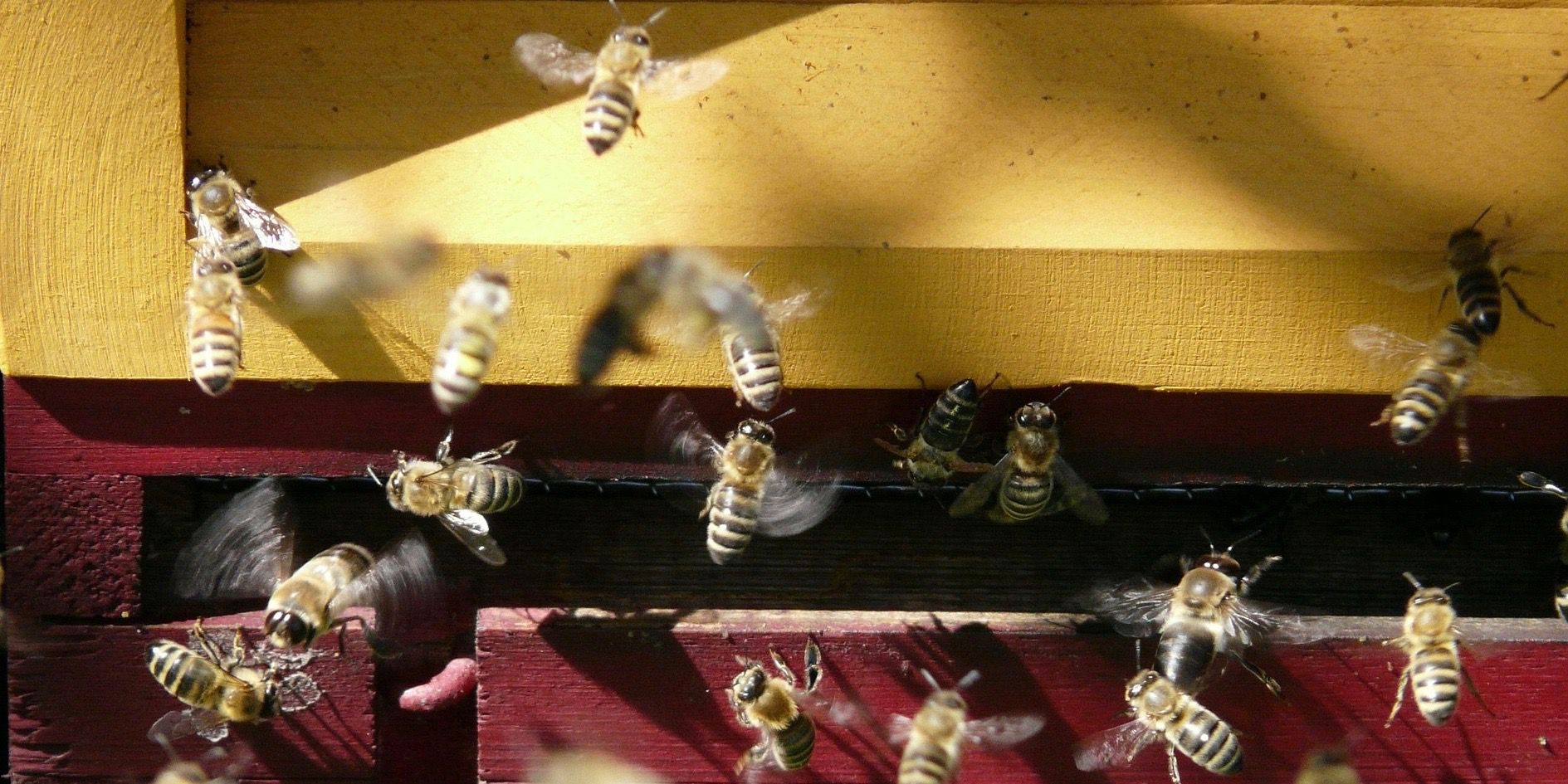 „Wir brauchen nicht noch mehr Bienenvölker" - Prenzlauer Berg Nachrichten