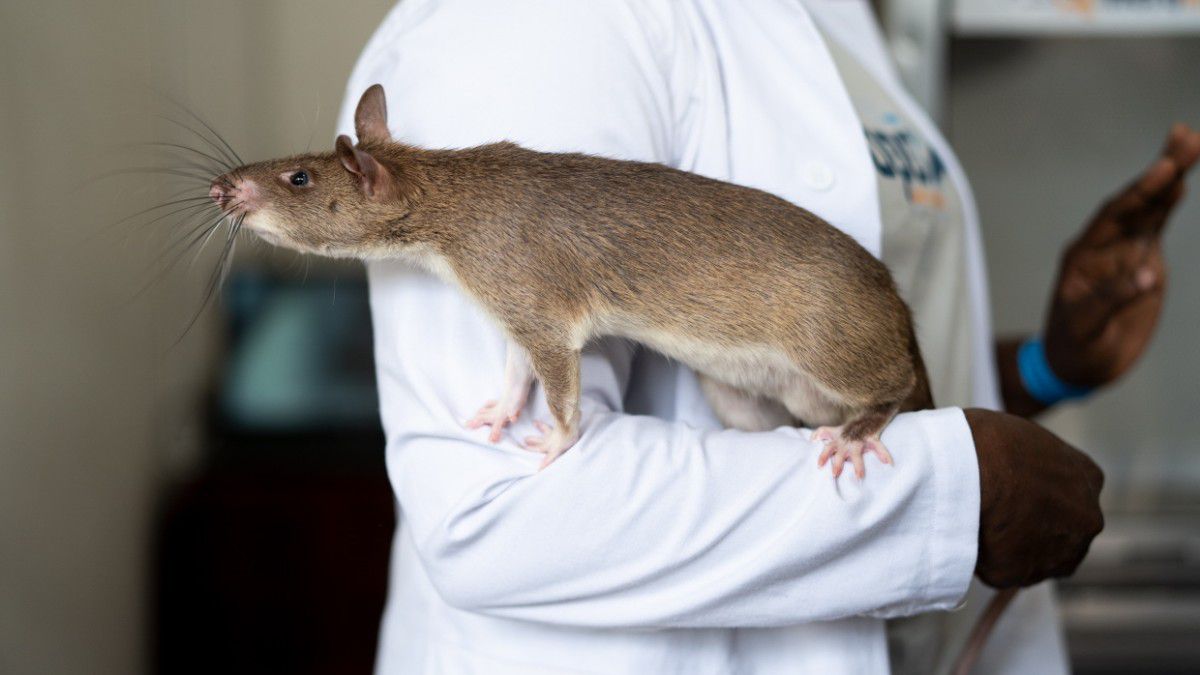 Medizin: Ratten im Einsatz gegen Tuberkulose