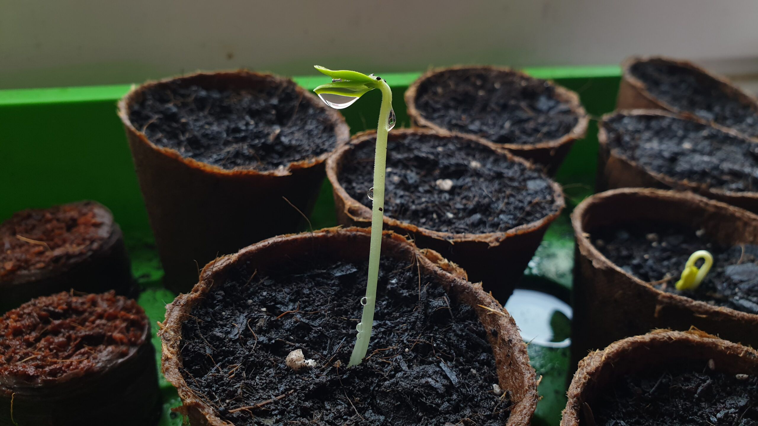 Keimung von Samen: Definition und Ablauf