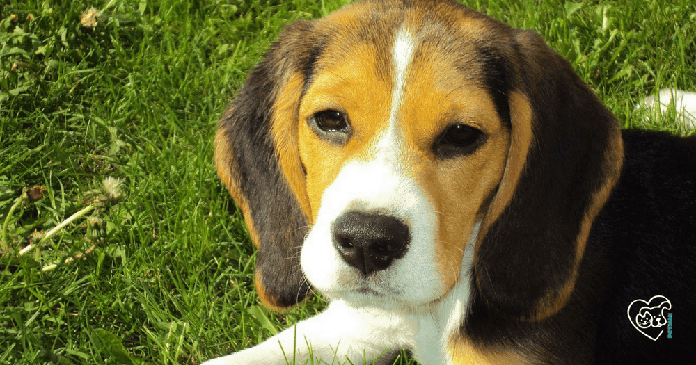 6 gute Gründe deinen Hund zu BARFen