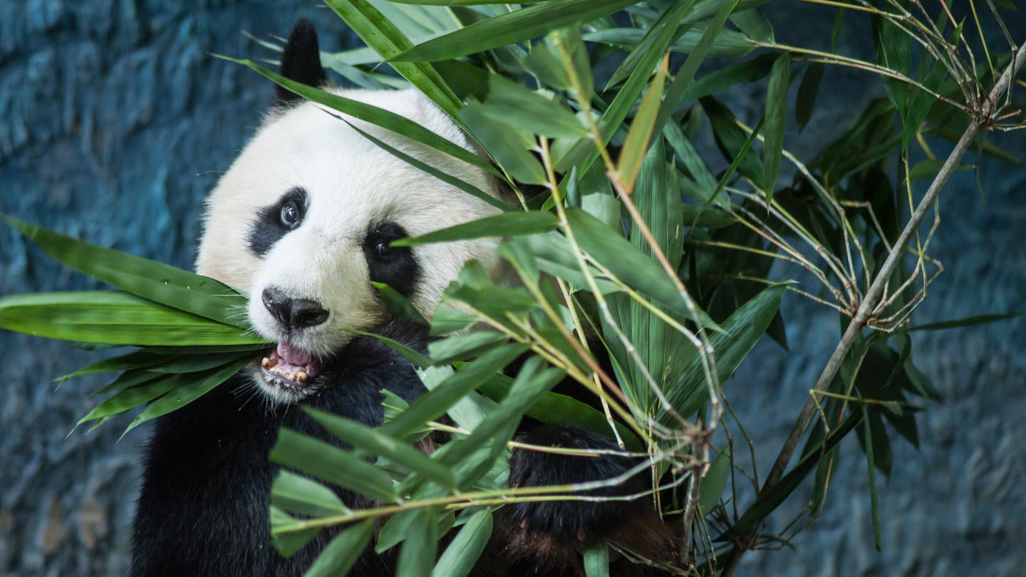 Deshalb sind Pandas trotz veganer Diät pummelig