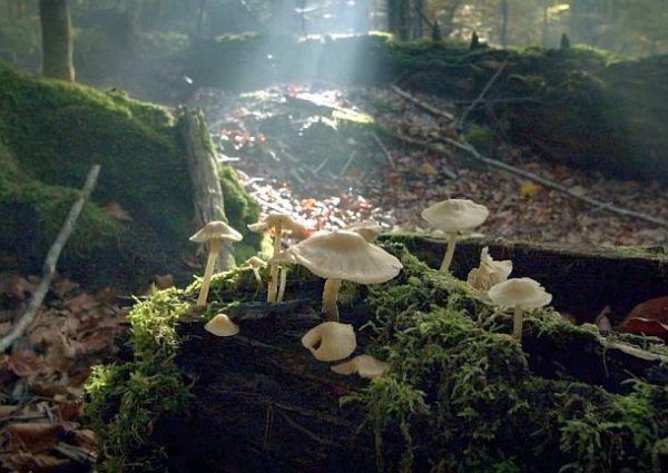 Der wilde Wald: Pilze im Wald (c) Lisa Eder Film