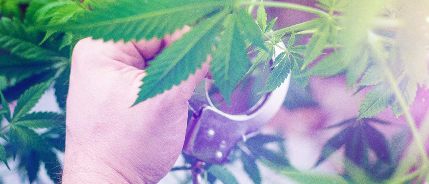 France Moves Towards Medicinal Cannabis Legalization