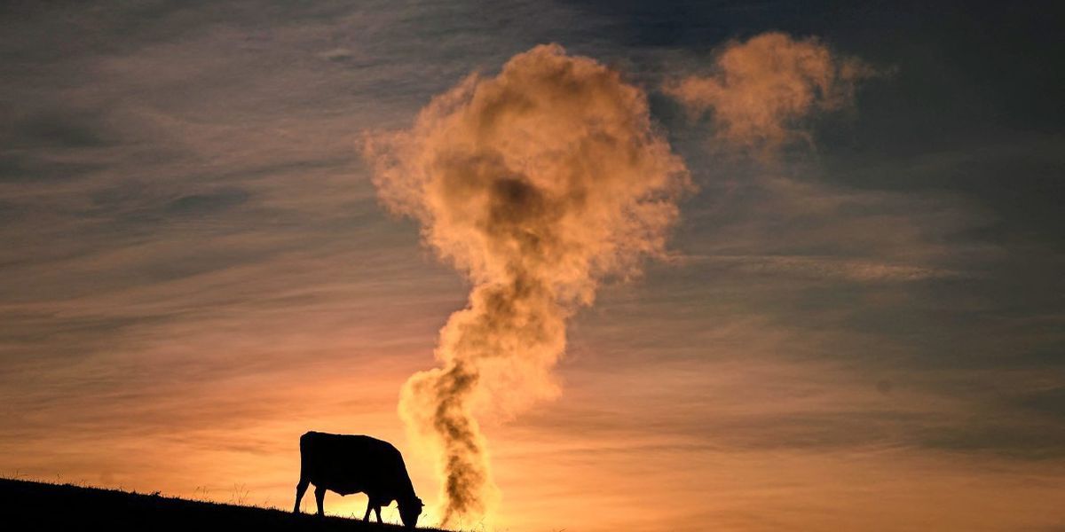 Klimakiller Kuh? Sie kann auch anders
